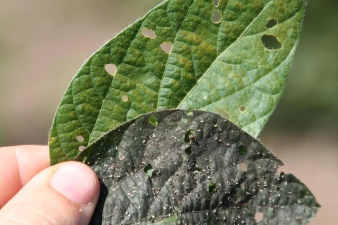 春季真柏盆景如何进行病虫害防治,不用防治的植物病害