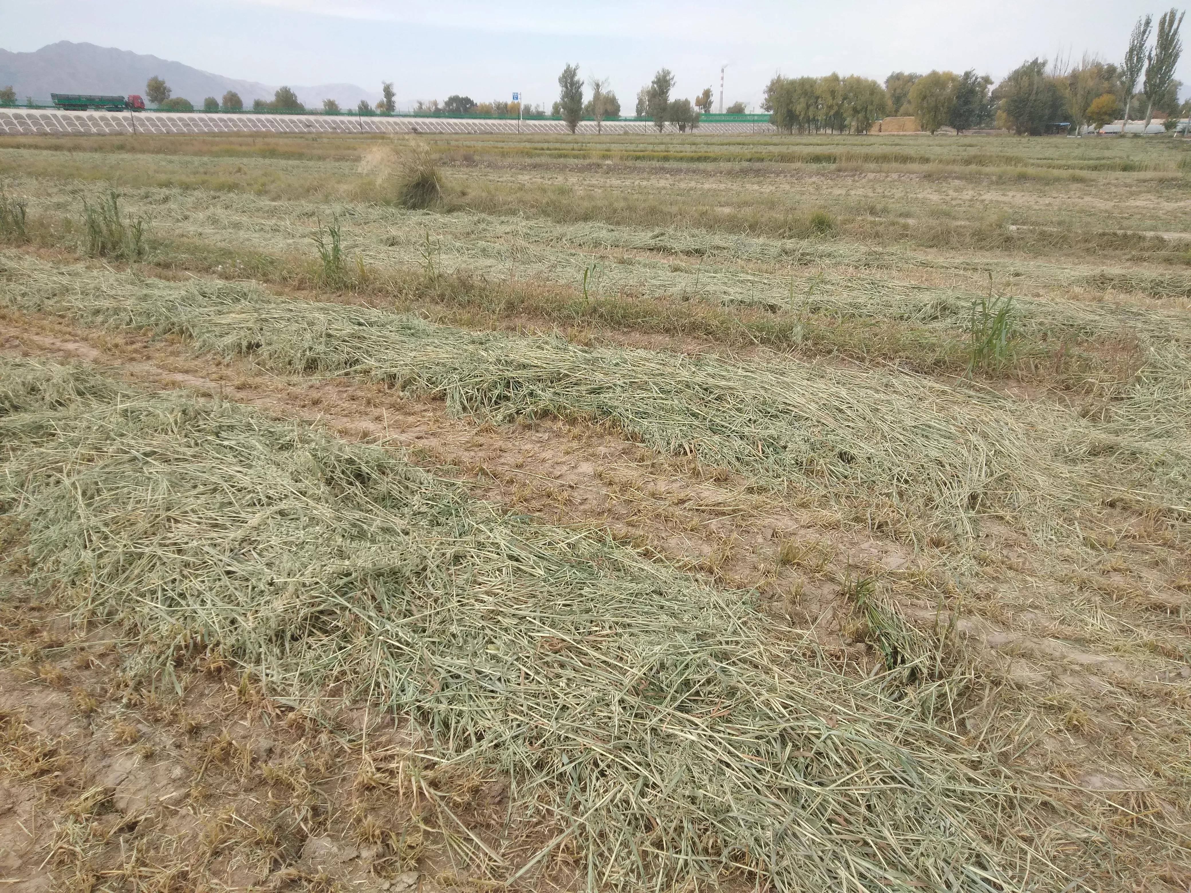 现在的羊价育肥羊能赚钱吗,羊养殖羊价