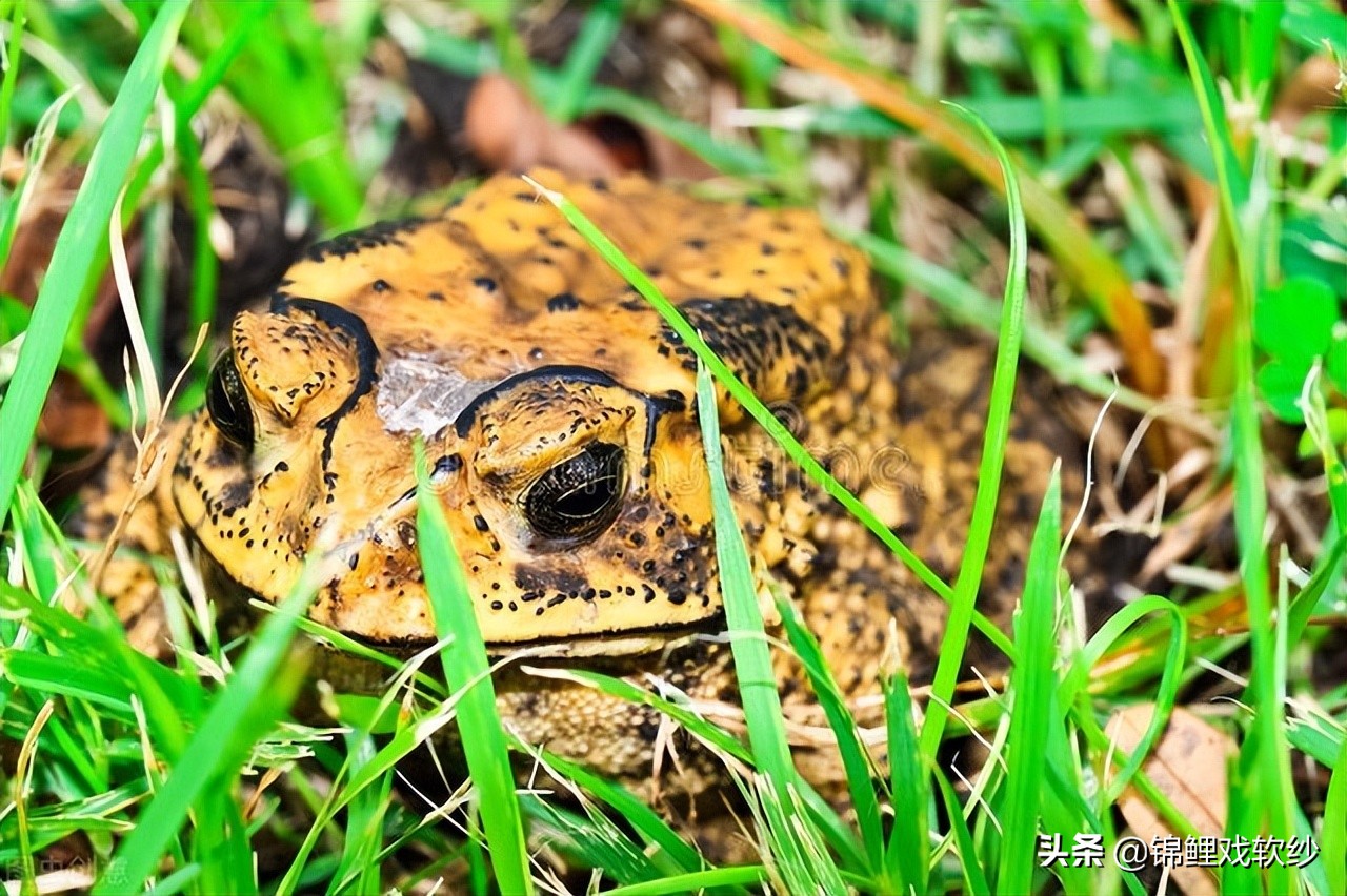 蟾蜍毒液会长疙瘩吗,蟾蜍科普知识