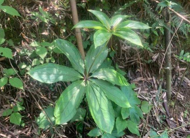 在野外遇到毒蛇怎么办,在野外遇到蟒蛇该怎么办