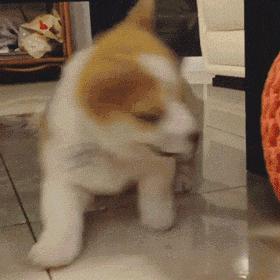 幼犬1-3个月怎么喂养土狗,如何快速成为幼犬的铲屎官