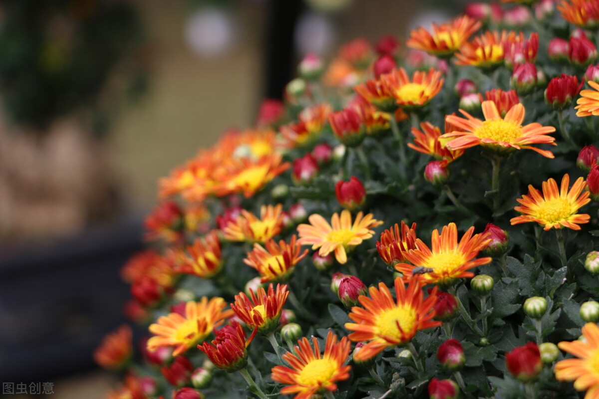 手动对焦镜头拍视频技巧,手动对焦的镜头拍视频怎么办