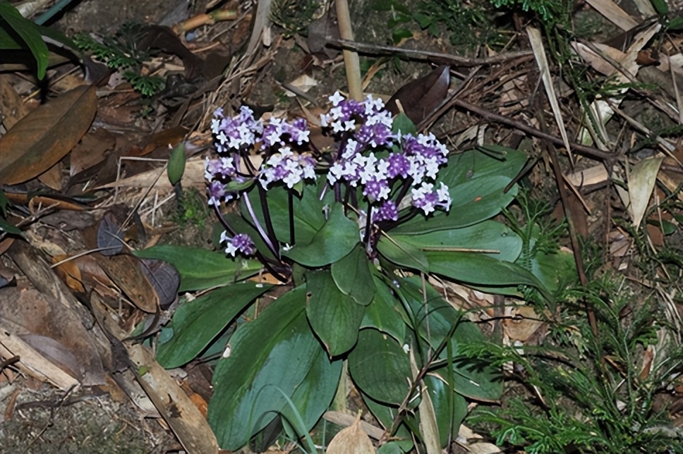 最厉害植物名称大全,5种类型植物名称