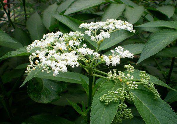 农村有一种臭臭的野草叫什么,农村有臭味的草