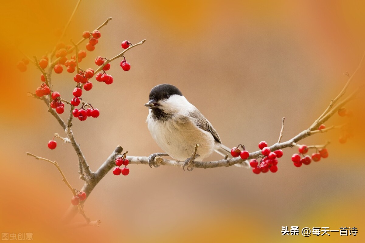 头条上的诗词小组,头条诗词交流小组