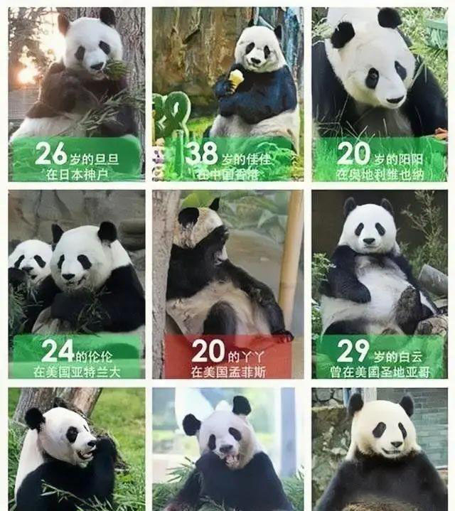 福宝和香香熊猫,熊猫丫丫在美国受到什么待遇