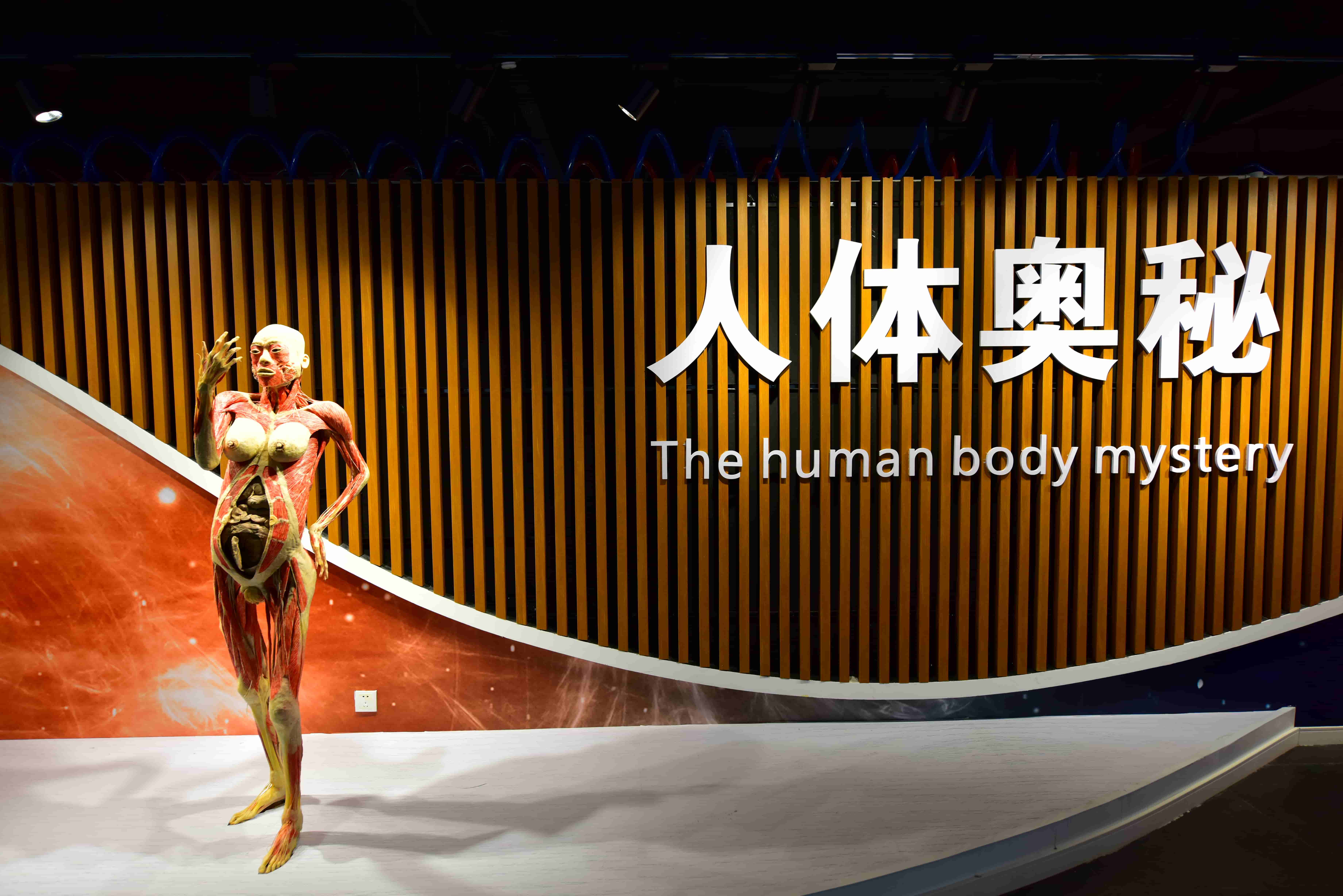 郑州人体科学馆要门票吗,郑州适合带孩子玩的博物馆科技馆