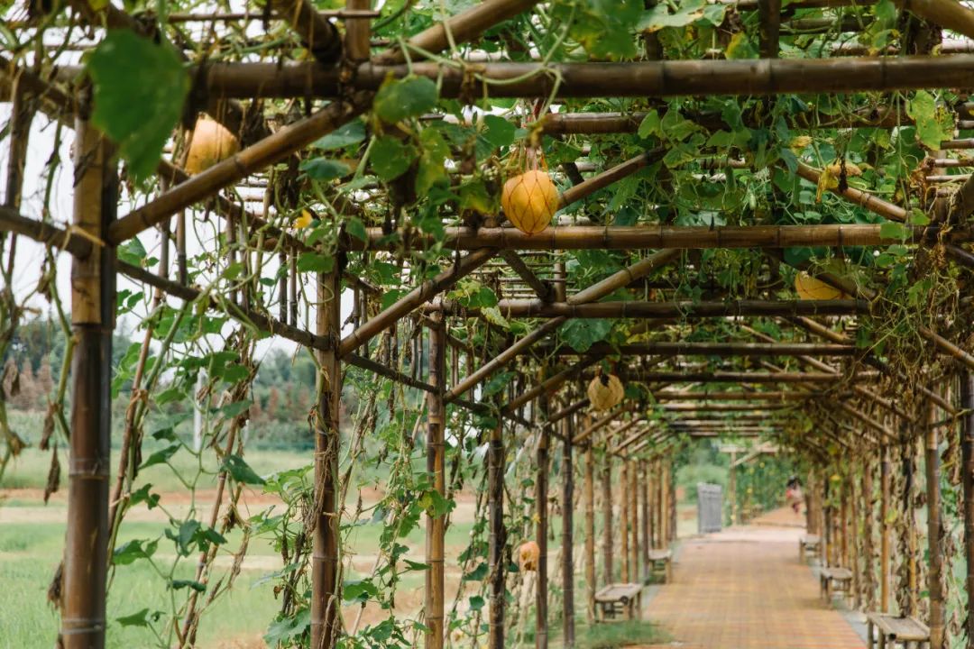 秋意渐浓，收藏十月咸宁的专属香气……