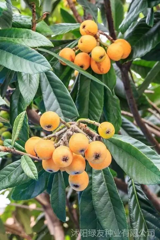 一日一诗第一首,一日一诗宋陆游