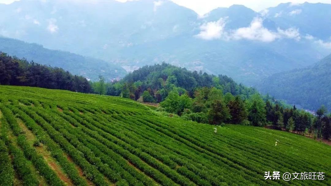 旺苍六大茶乡,个个香飘万里!看看你最熟悉哪几个?