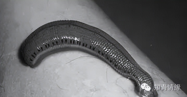 知青回忆青春岁月,知青回忆橡胶林