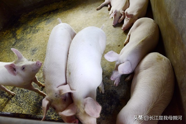 生猪价格回暖猪周期拐点来了吗,生猪行情有变化