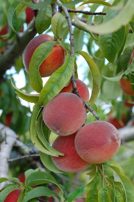 桃子精解说,桃子精万岁