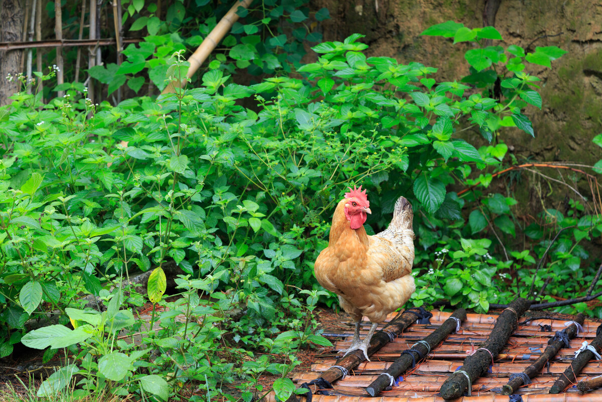 缺乏维生素k应该吃什么,鸡维生素k缺乏症