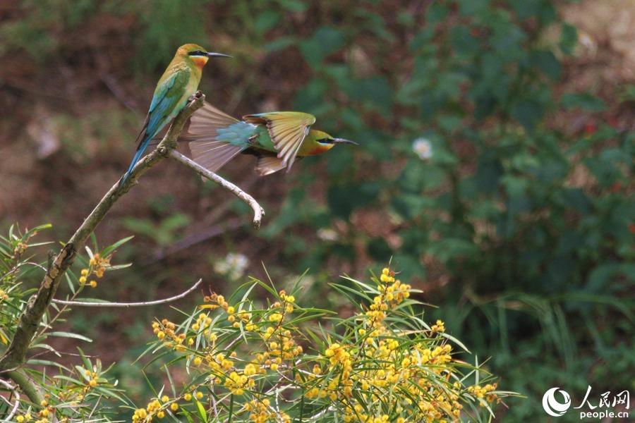 栗喉蜂虎厦门,可爱精灵小鸟