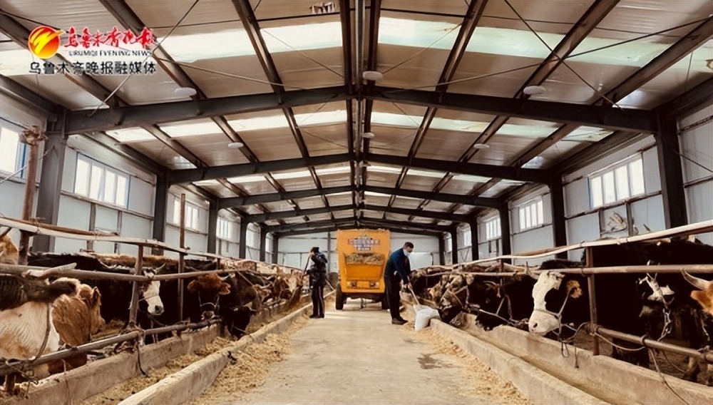 牛羊养殖助力三农,牛羊高效养殖综合技术宣传与推广