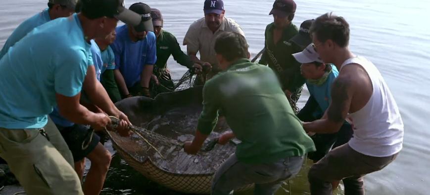 打捞巨型魟鱼,巨大魟鱼