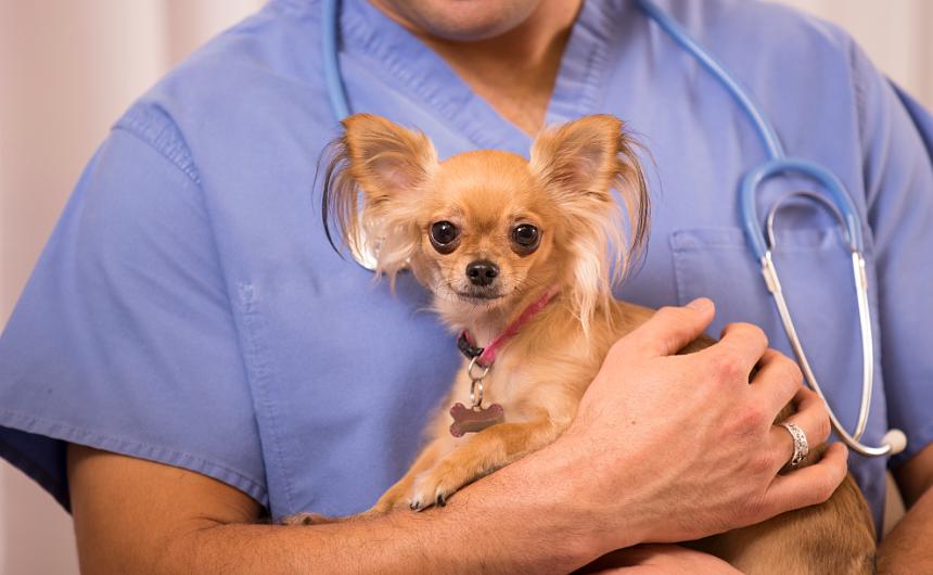 幼犬狗狗不爱吃东西怎么解决,狗狗日记阅读