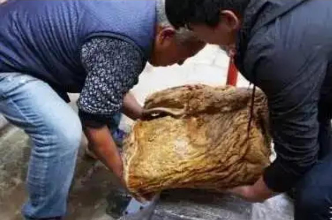 太岁中科院研究,太岁之谜神秘东西