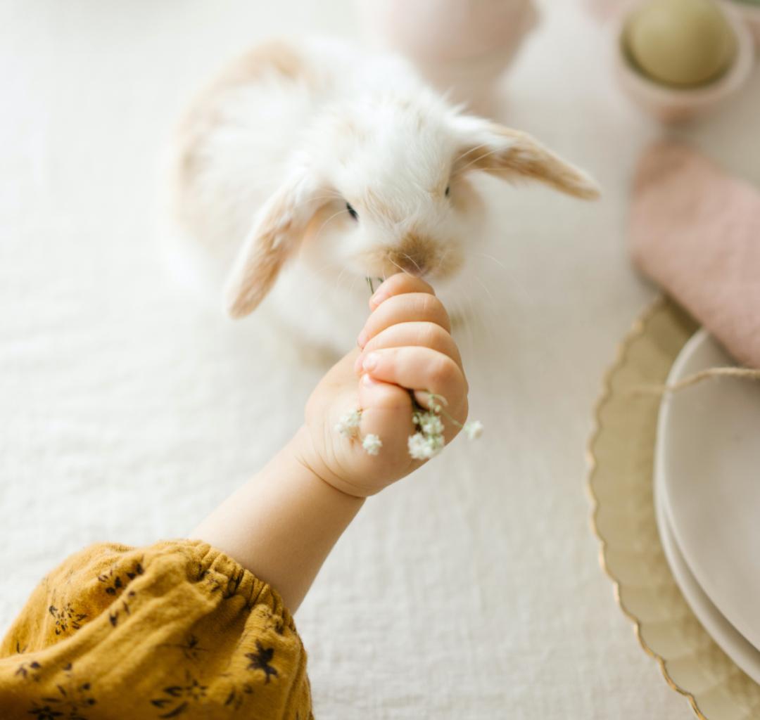 适合孩子室内养的小宠物,室内适合养的中小型宠物