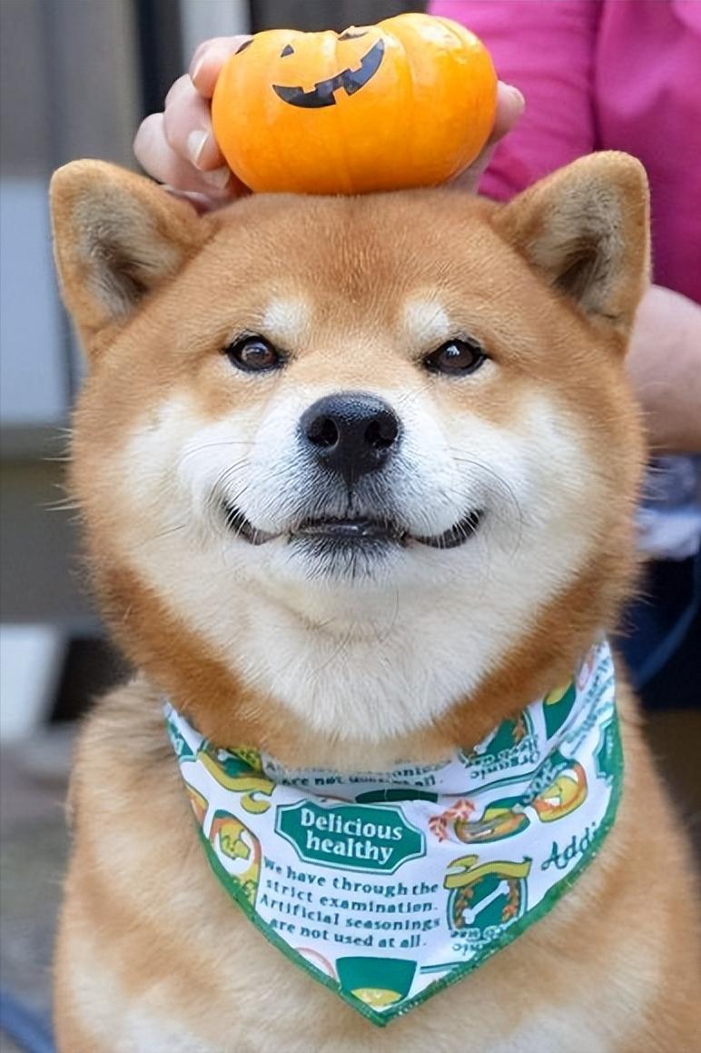 纯种柴犬大概多少钱一只,纯种柴犬价格多少钱一只