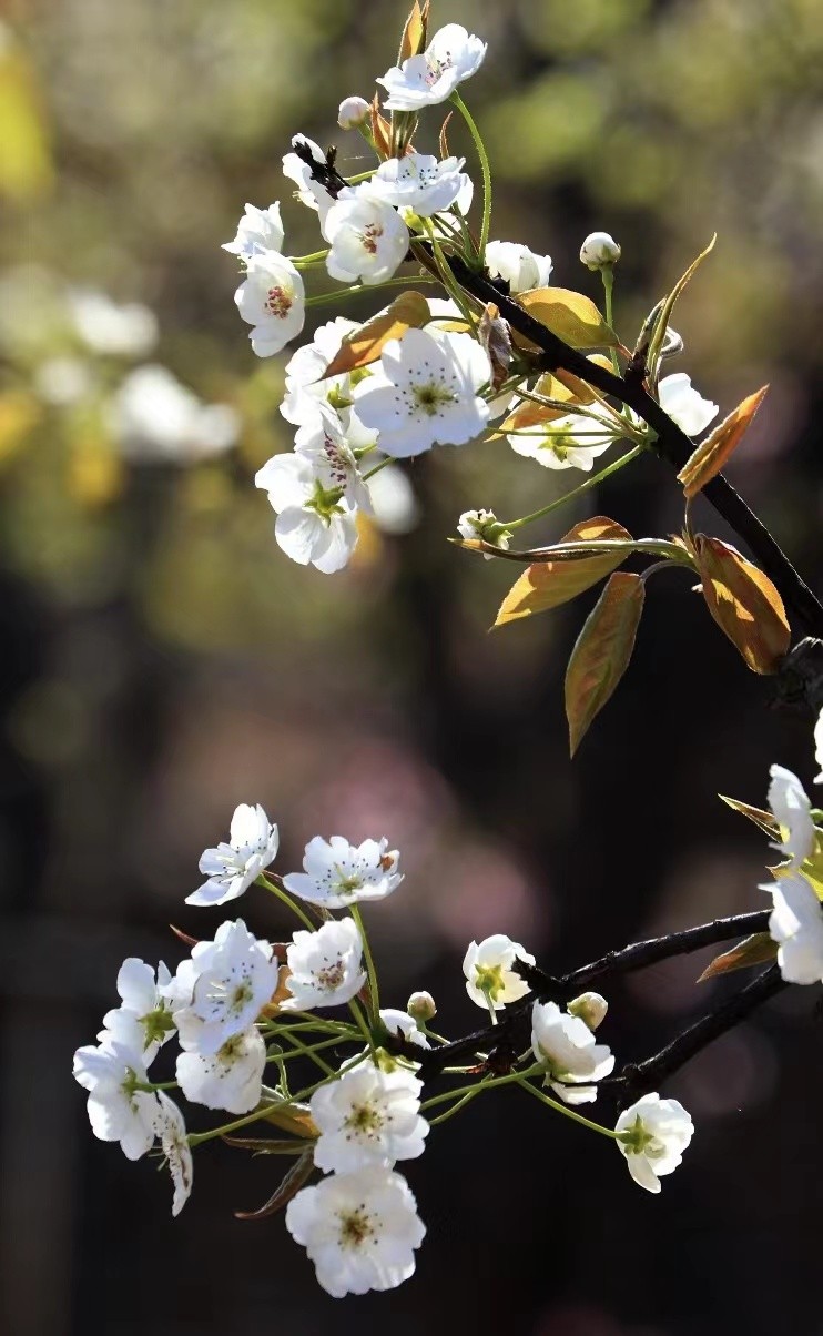 踏青寻找春季最美的时光,寻找最美春天春花烂漫正当时