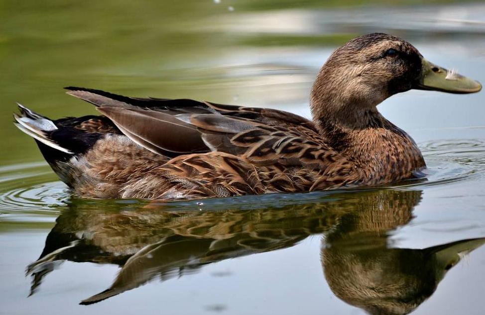 鸭子什么时候不生蛋,鸭子到冬天不生蛋怎么回事