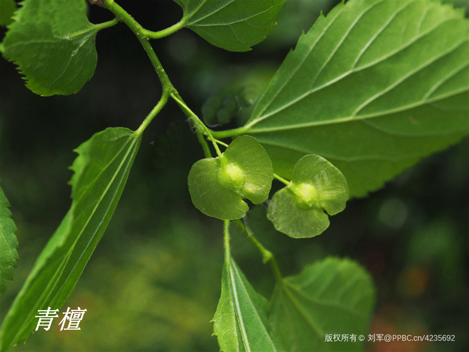 诗经中的伐檀,诗经伐檀是指哪里