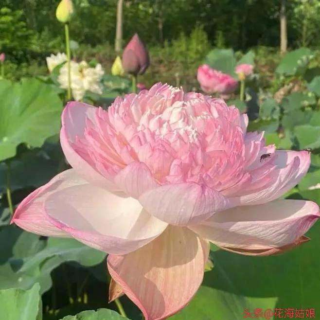 感觉自己好累好累的句子,感觉自己每天都好累好累