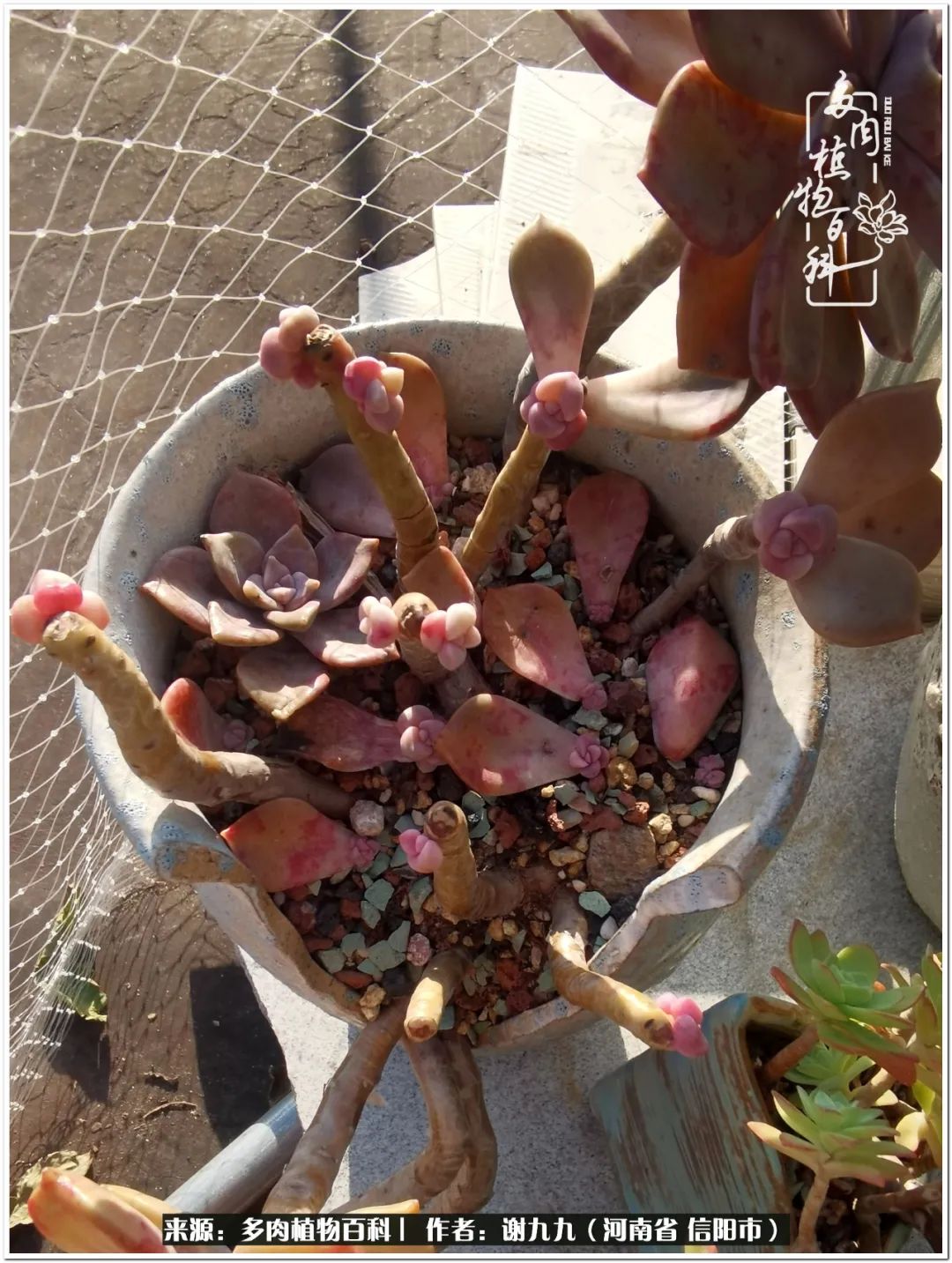 与多肉植物在一起的感怀,与多肉同行