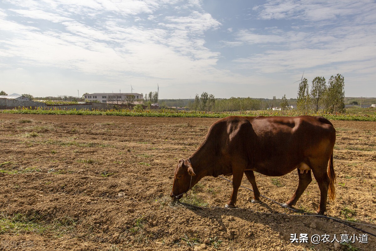 圈养牛和散养牛的利润,现在养牛的前景如何