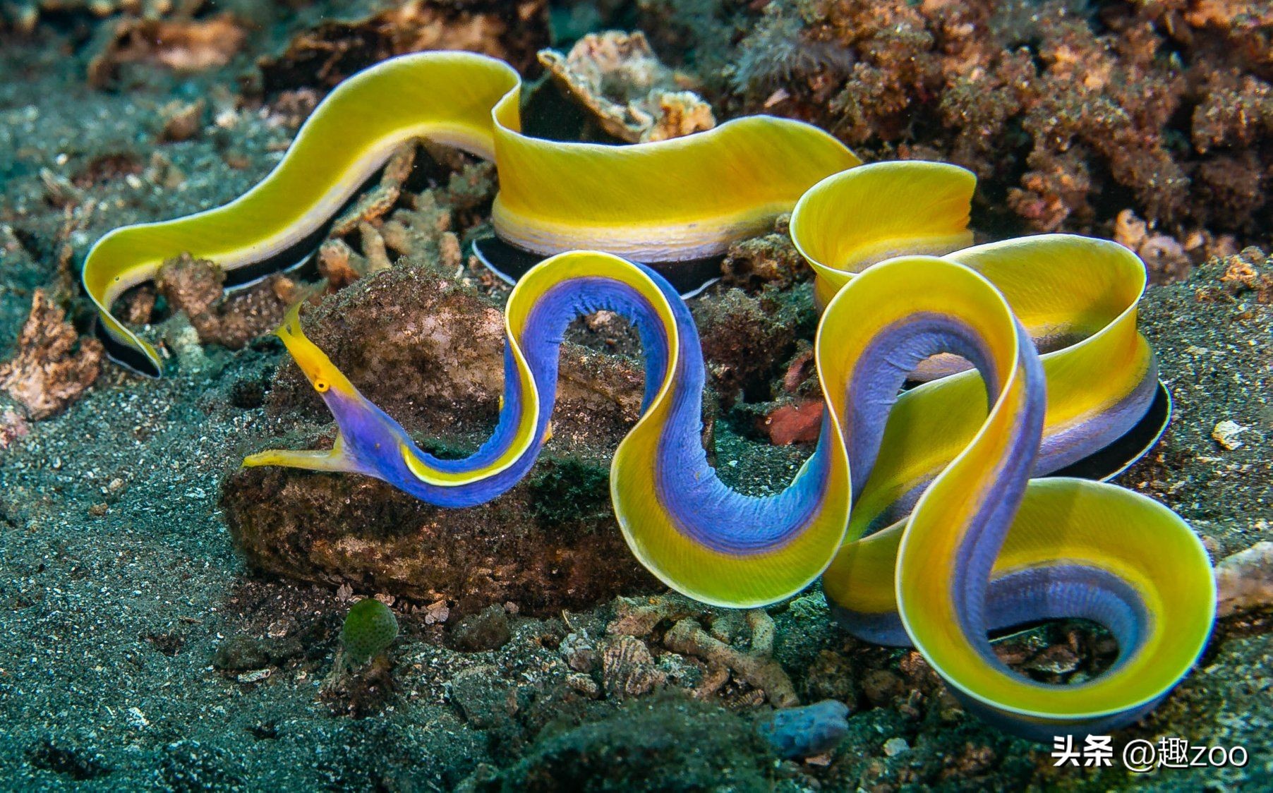 全球十种奇特蓝色动物,全球十种奇特蓝色动物排行榜