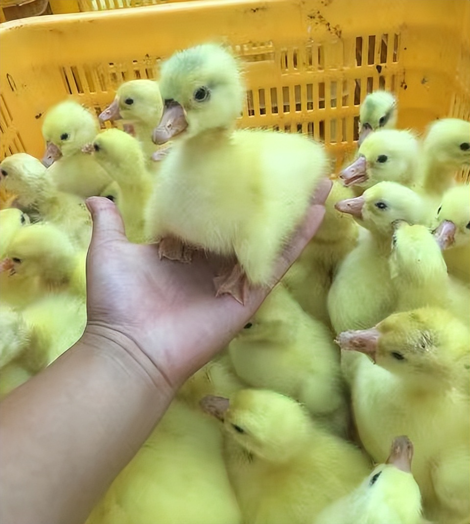 一个人养鹅一年赚多少钱,农民养鹅5年终致富轻松年入15万