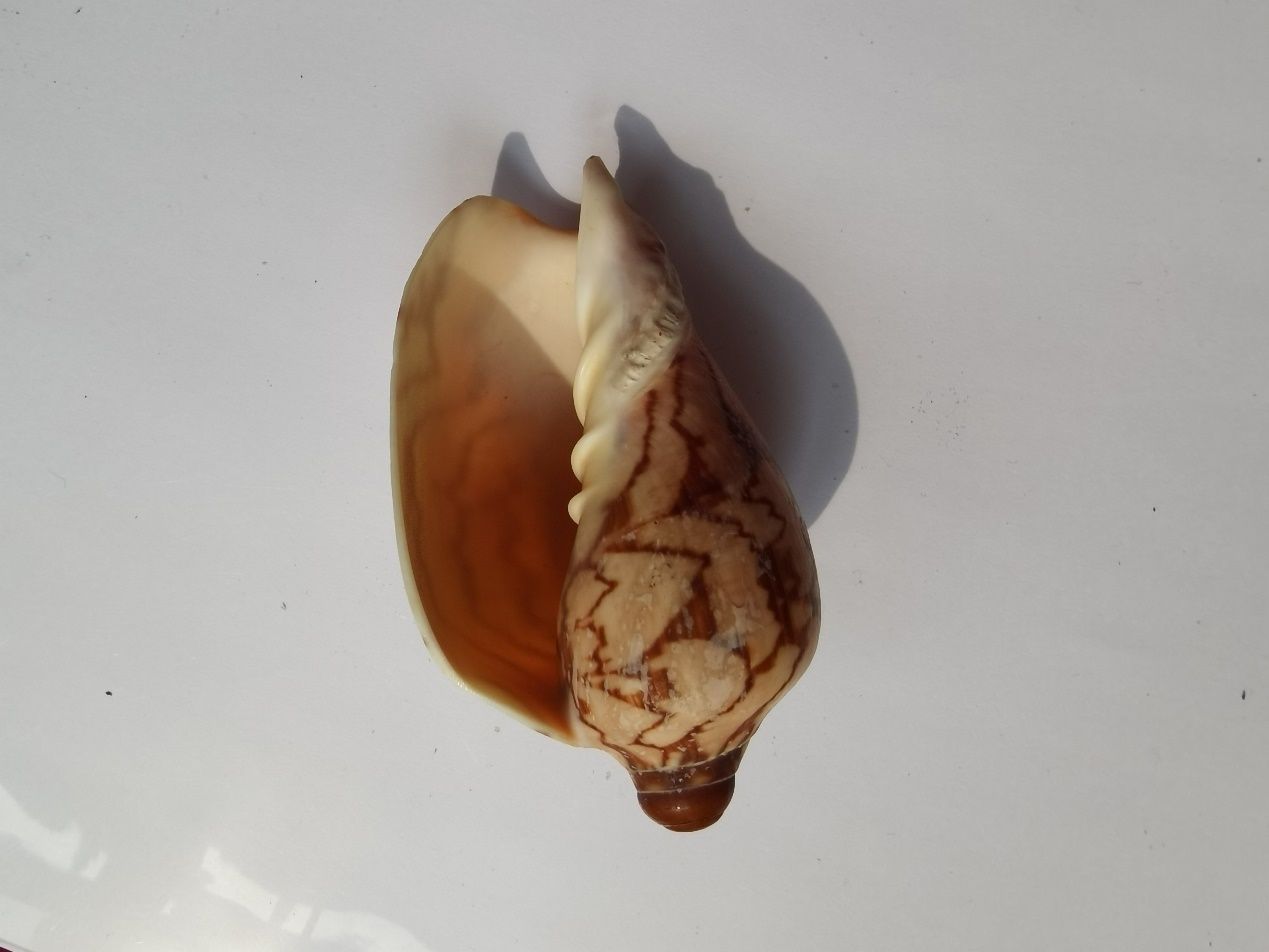 海南海鲜贝类有哪些,海南海鲜贝类