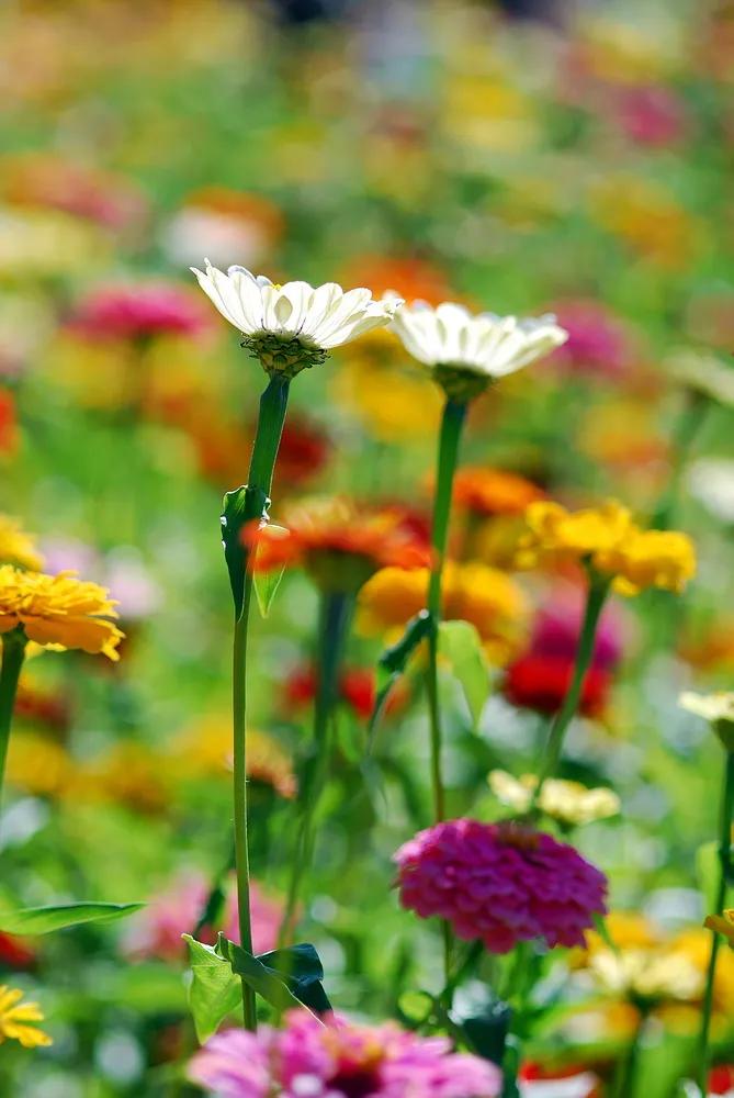 这二十幅极品花卉越看越醉,超好看又耐看的花卉图