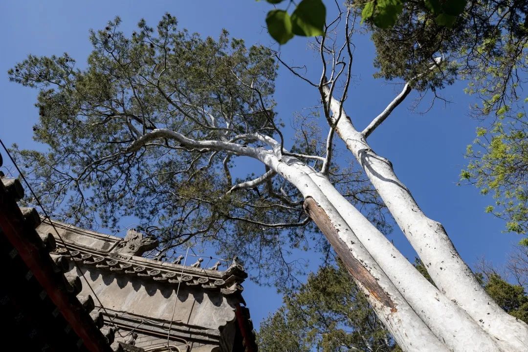 西城典靓|古刹悠悠春意深