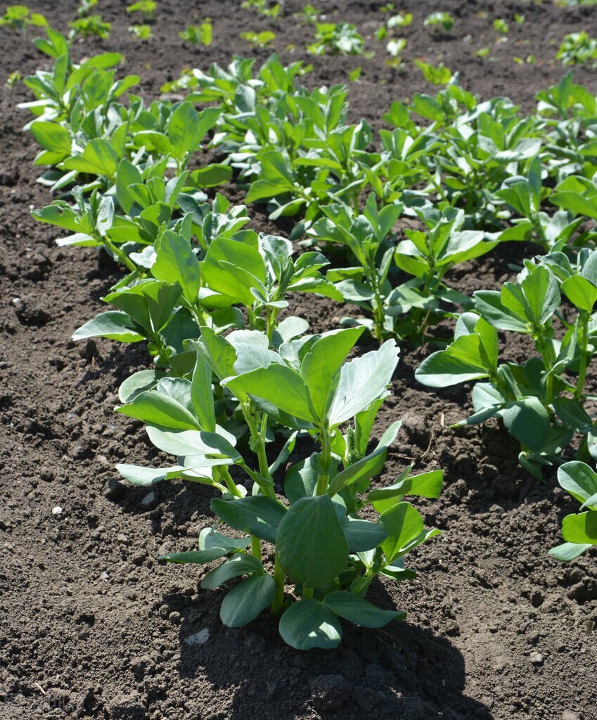 农学考研食品科学与工程专业,农学类专业考研分析