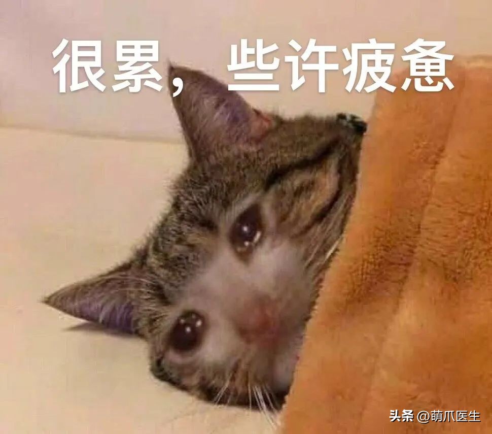 猫德学院被收养的猫咪现状,猫德学院关于遗弃猫咪的声明