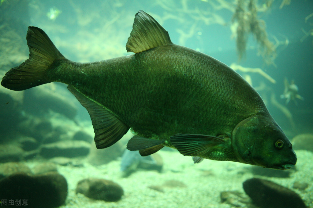 十大鱼竿进口品牌排行榜,口碑最好十大鱼竿品牌排行