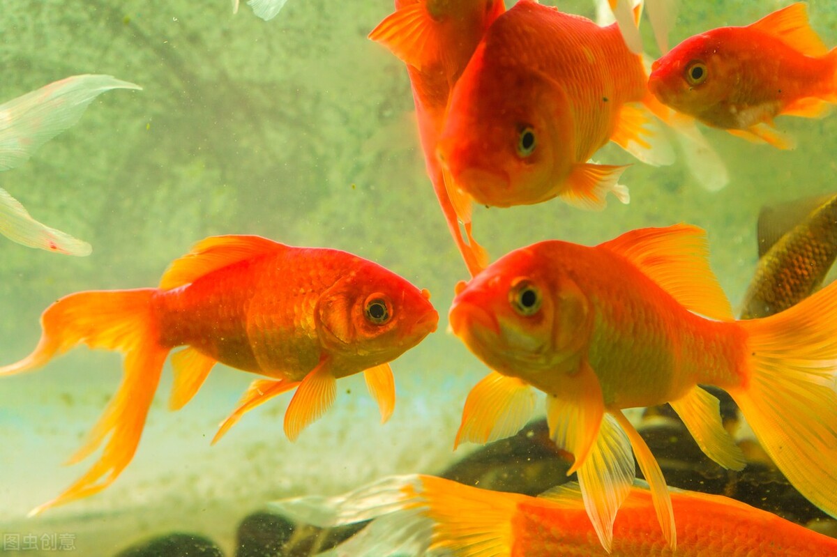 养金鱼不打氧气的话会活几天,养金鱼一般多久打氧