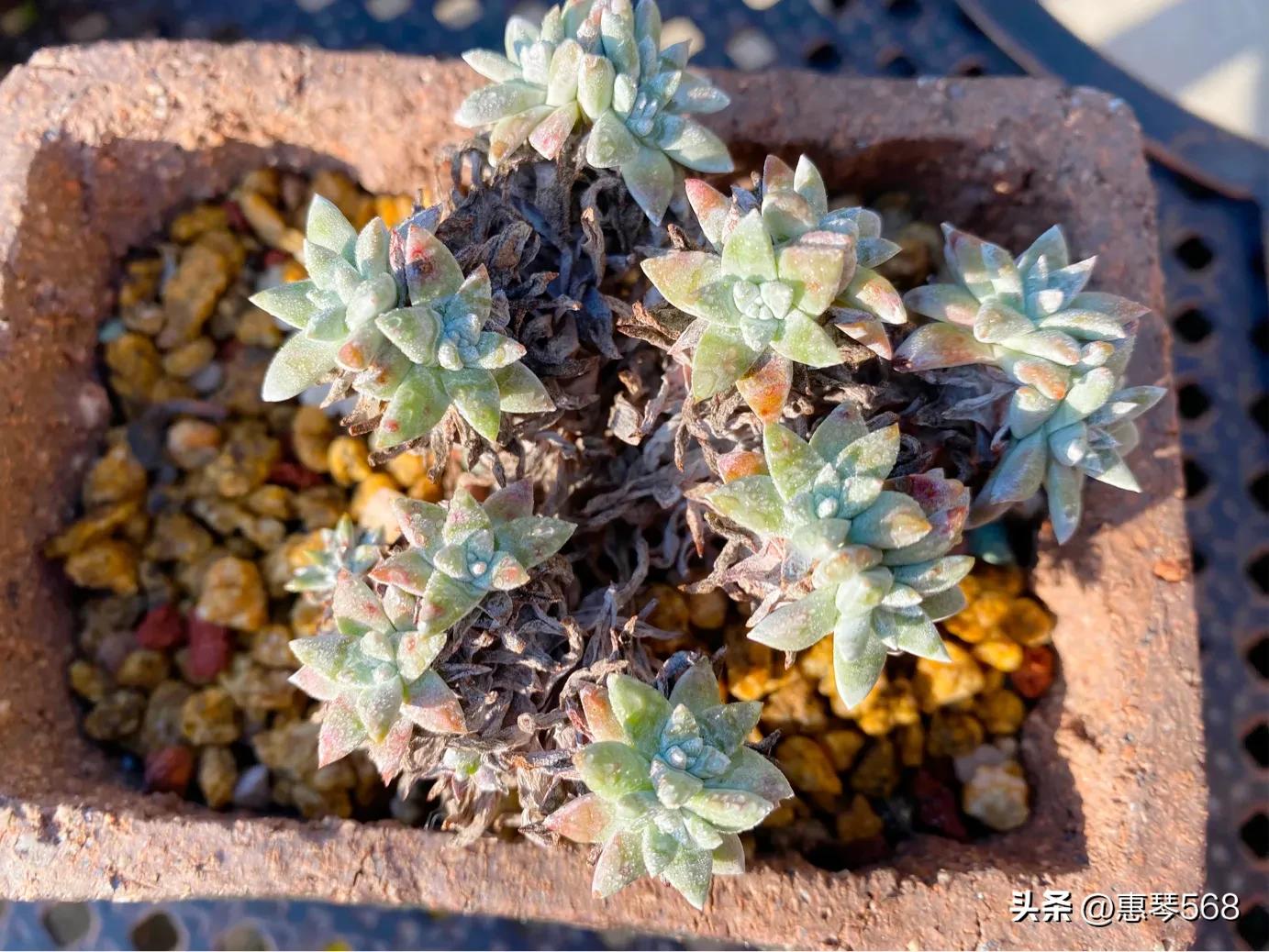 怎样养护多肉植物仙女杯,多肉仙女杯拍摄视频