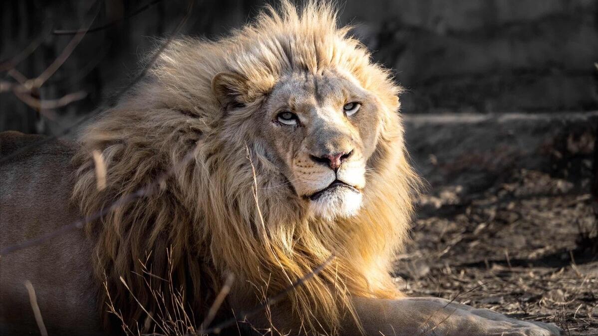 比老虎狮子豹子还厉害的五大动物,老虎狮子生存环境对比