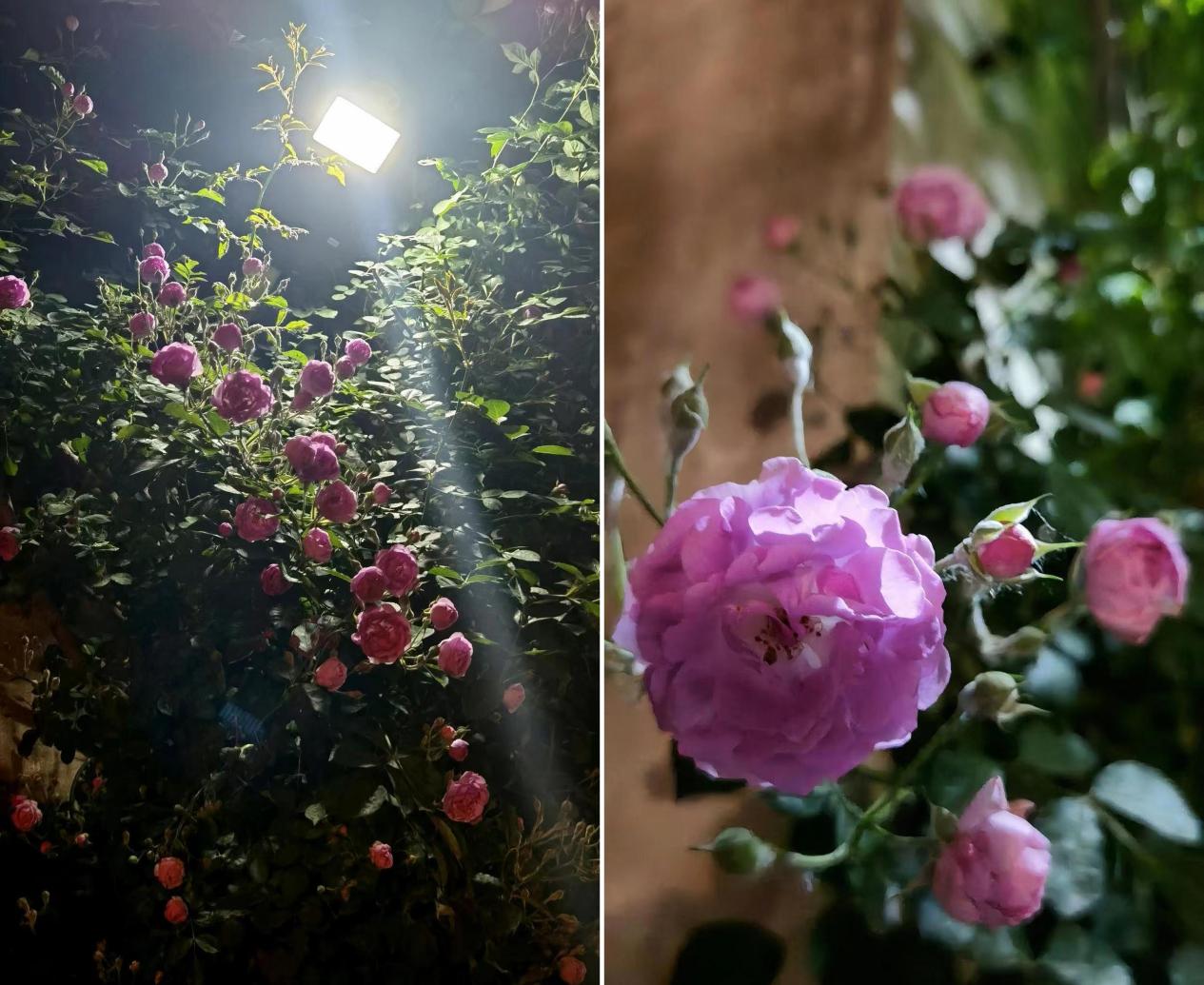 张颂文田园生活,张颂文住的院子什么样子的