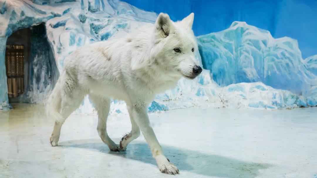 母亲节蜜雪冰城送什么,哈尔滨母亲节推荐好地方