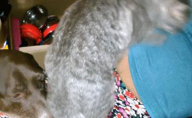 猫咪为什么喜欢趴在孕妇的肚子上,为什么猫咪喜欢在孕妇肚子上睡觉