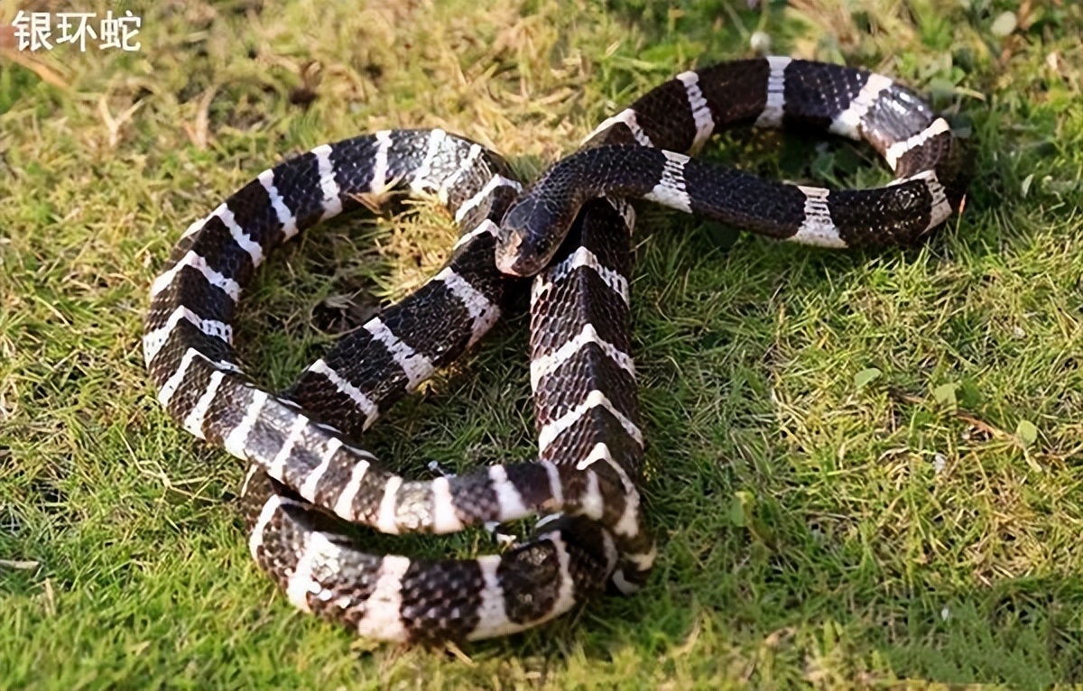 世界最毒的蛇十大毒蛇,中国境内最毒的蛇