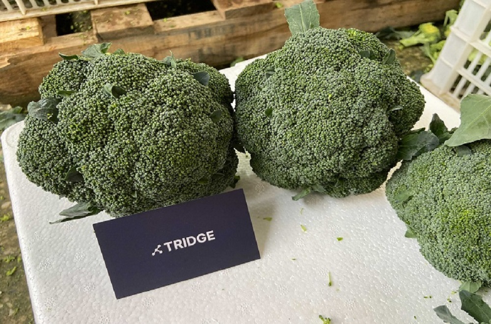 自己培育西兰花种子打破国外垄断,日本垄断中国市场百分之多少