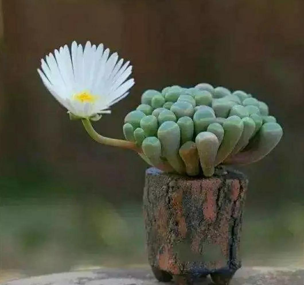 多肉植物石头开花,多肉石头花秋季