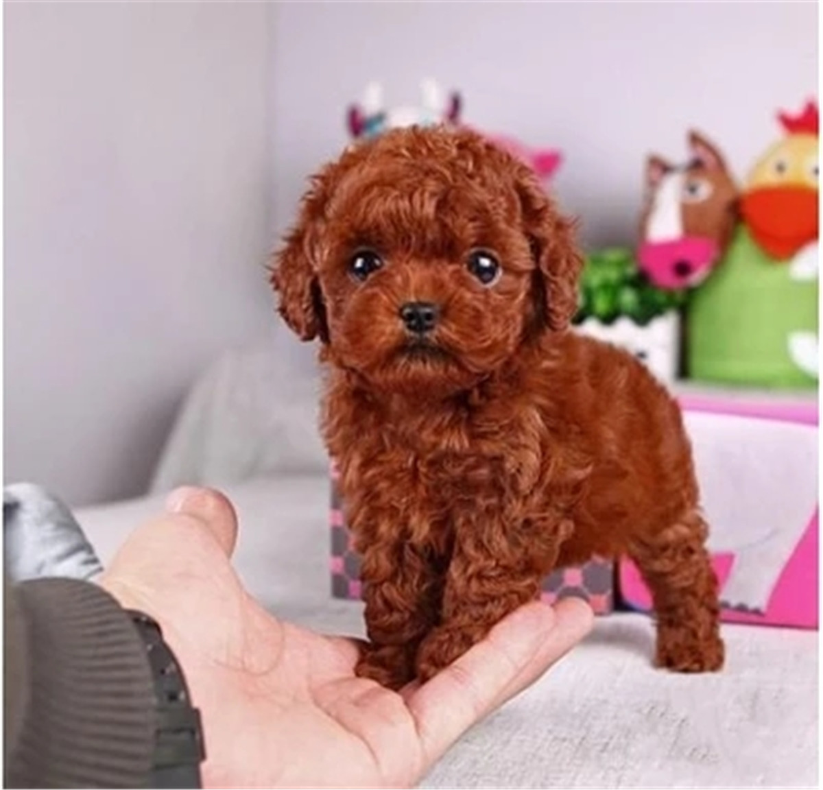 泰迪犬多少钱一只纯种,怎么看泰迪犬是纯种的