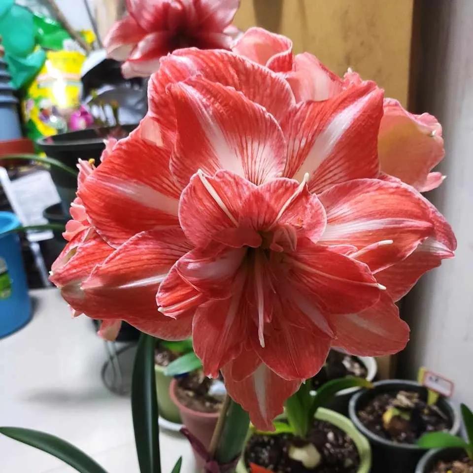 养花5个坏习惯你中了几条,养花黄叶变绿最快方法